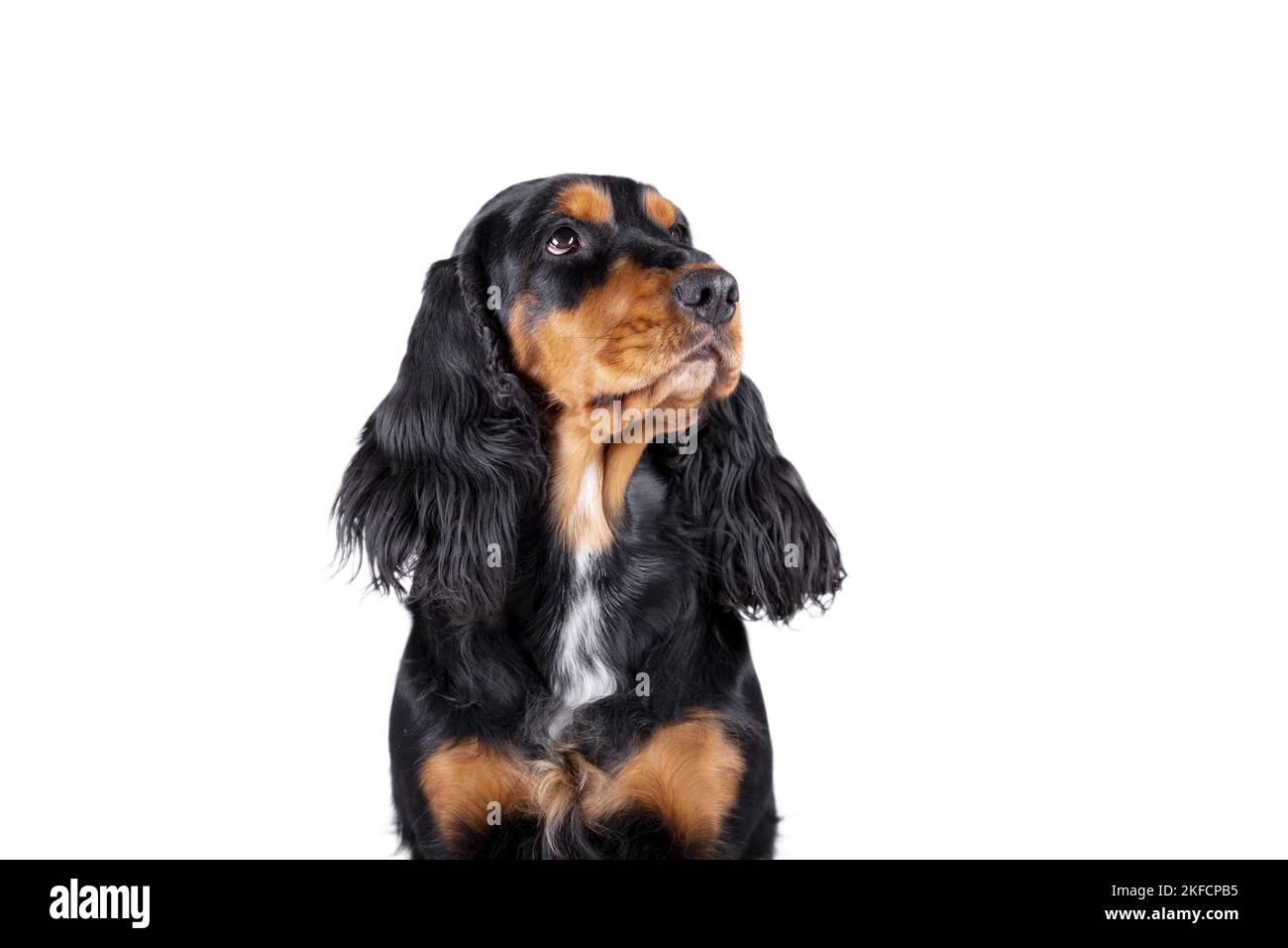 English Cocker Spaniel Portrait Stock Photo