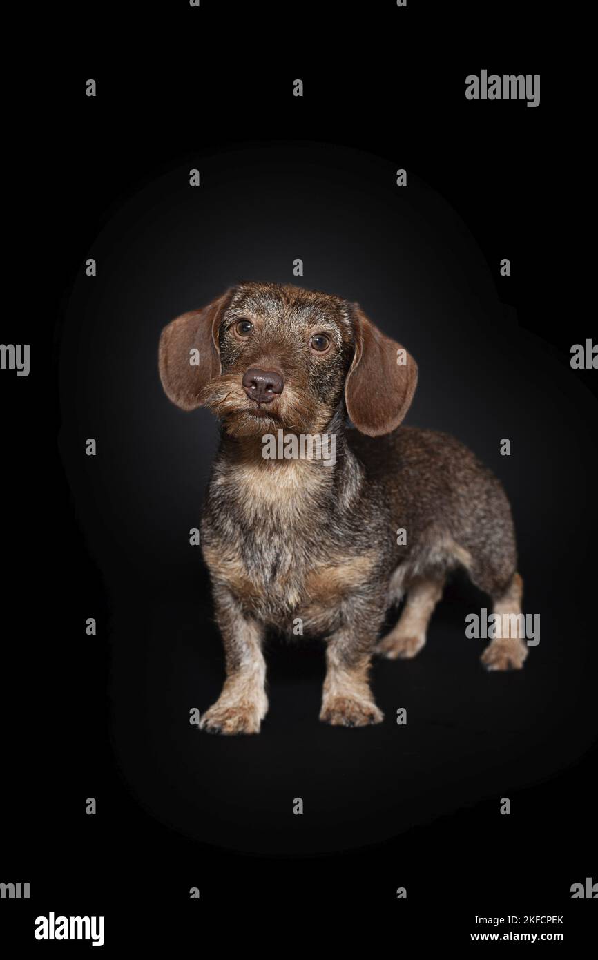 Rabbit dachshunds hi-res stock photography and images - Alamy