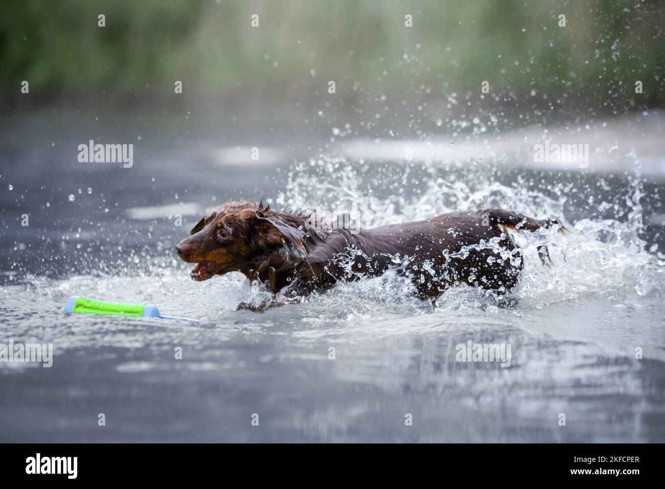 dachshund runs into the water Stock Photo