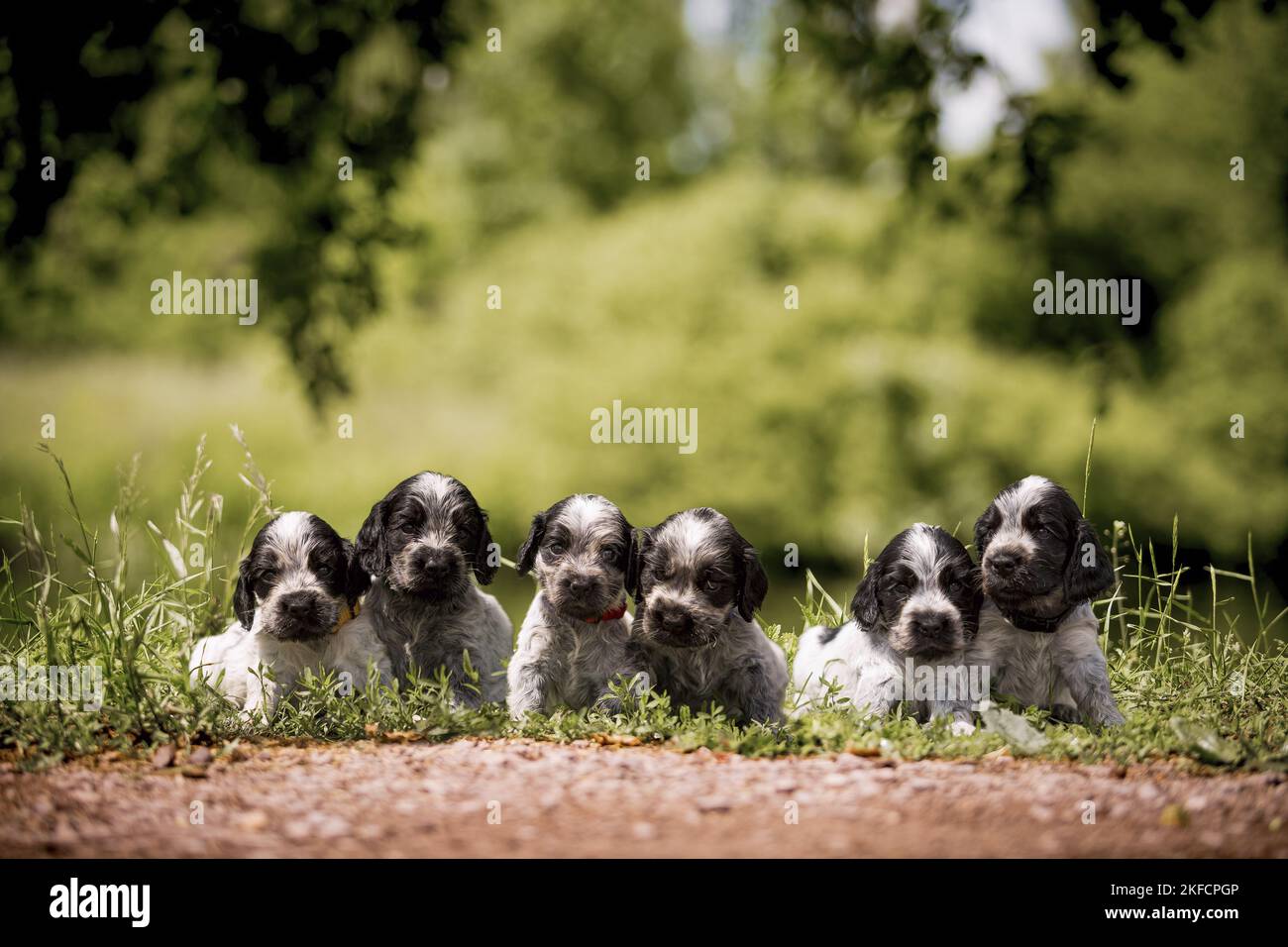 English Cocker Spaniel puppies Stock Photo