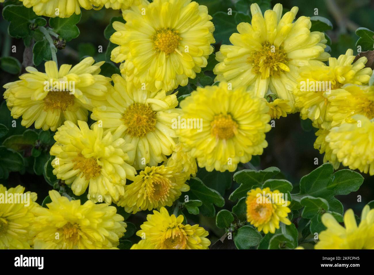 Yellow, Chrysanthemums, Blooms, Autumn, Mums, Garden, Chrysanthemum, Dendranthema, Blooming, October, Chrysanthemum 'Jante Wells' Stock Photo