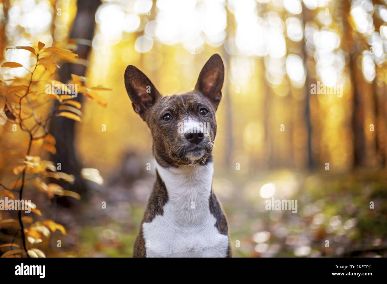young Basenji in the autumn forest Stock Photo