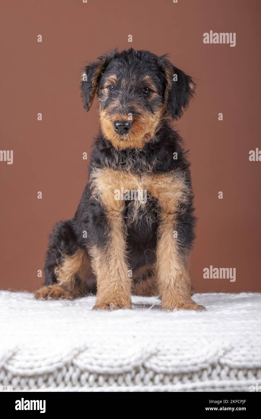 Airedale Terrier puppy Stock Photo