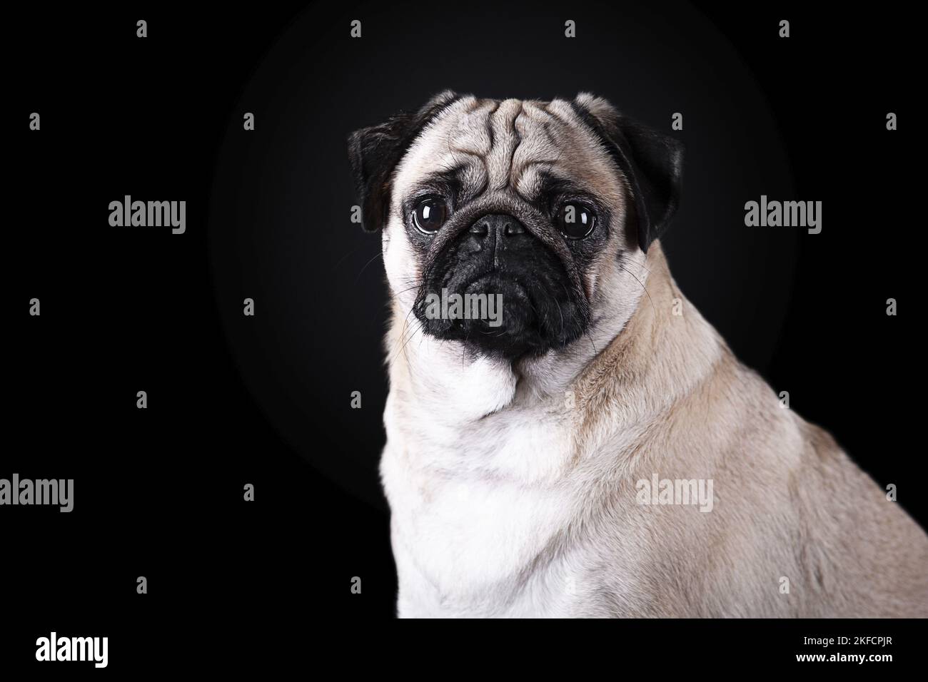 pug portrait in front of black background Stock Photo