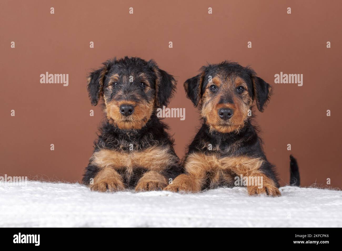 Airedale Terrier puppies Stock Photo