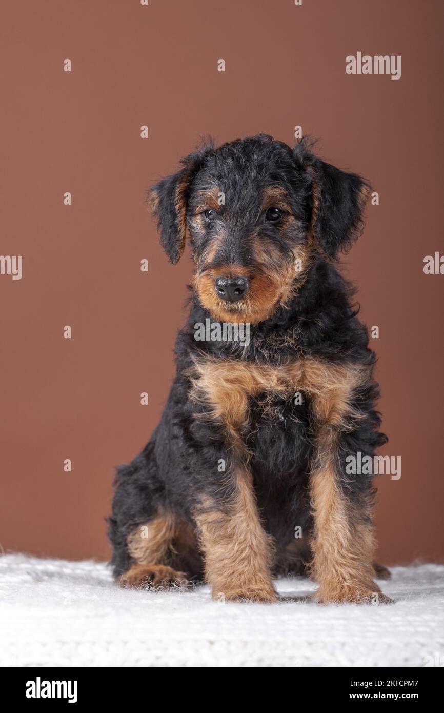 Airedale Terrier puppy Stock Photo
