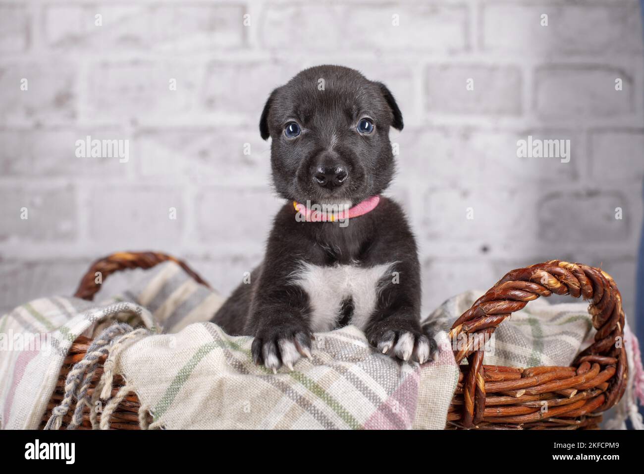 Greyhound puppy in basket Stock Photo