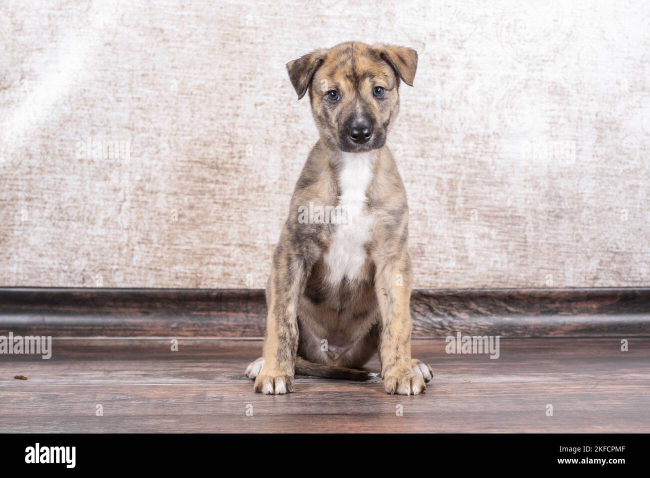 Greyhound Puppy Stock Photo
