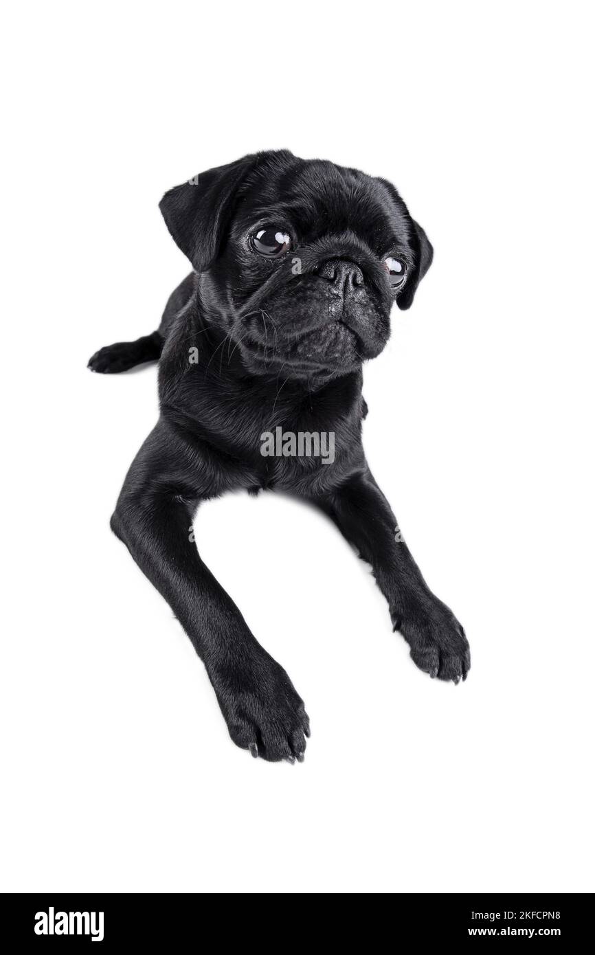 black pug puppy in front of black background Stock Photo Alamy