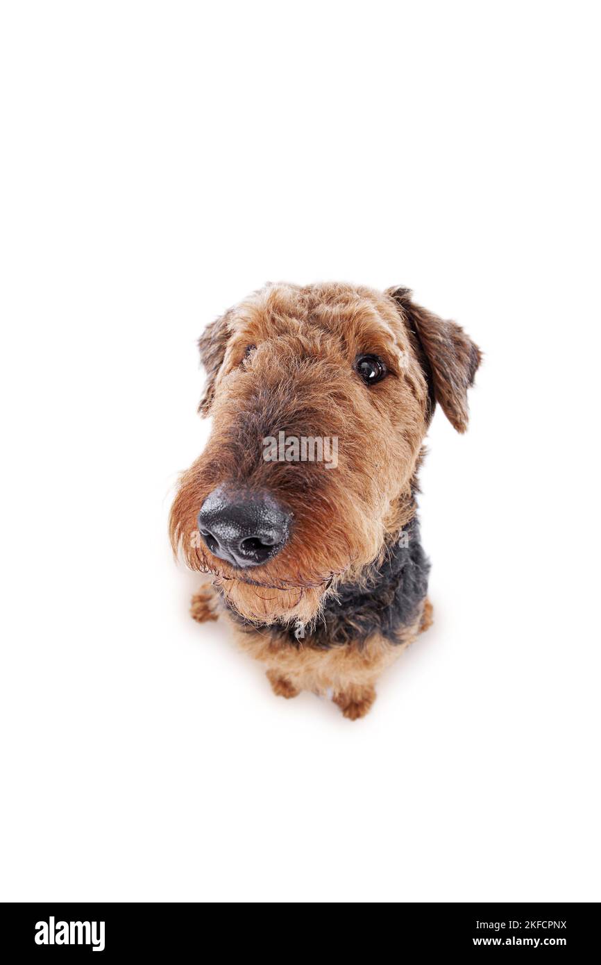 Airedale Terrier in front of white background Stock Photo