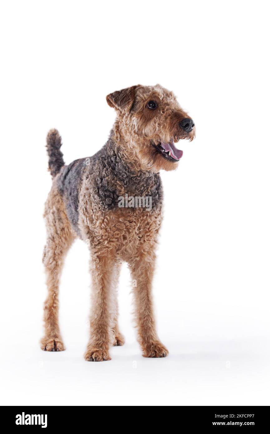Airedale Terrier in front of white background Stock Photo