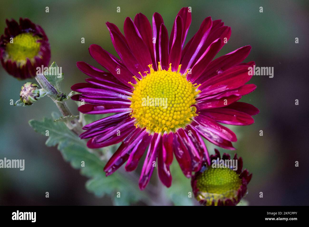 Red, Flower, Yellow center, Mum, Chrysanthemum, Bloom, Dendranthema, Blooming, Plant, Chrysanthemum 'Cousin Joan' Stock Photo
