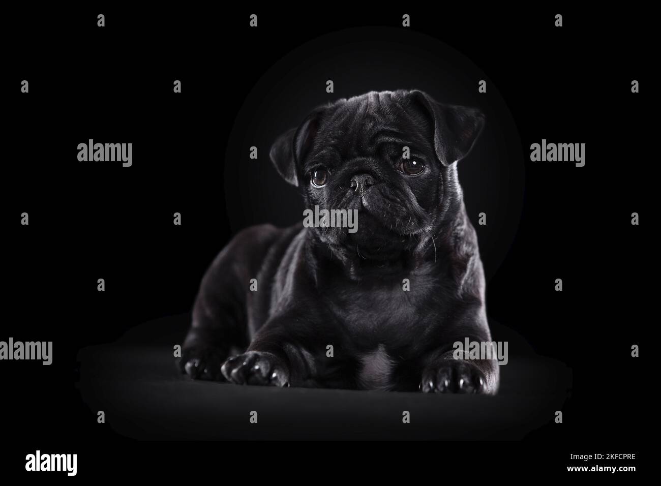 young black pug in front of black background Stock Photo