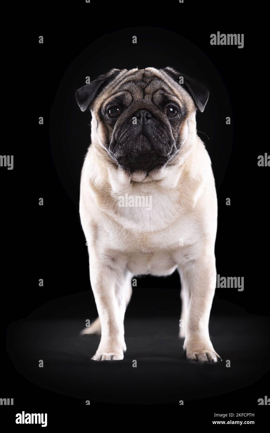 pug in front of black background Stock Photo