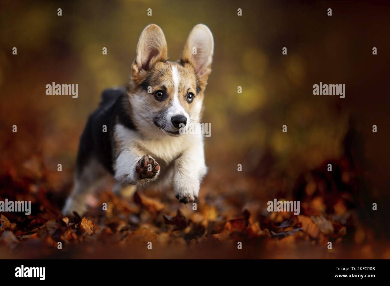 young Welsh Corgi Pembroke Stock Photo - Alamy