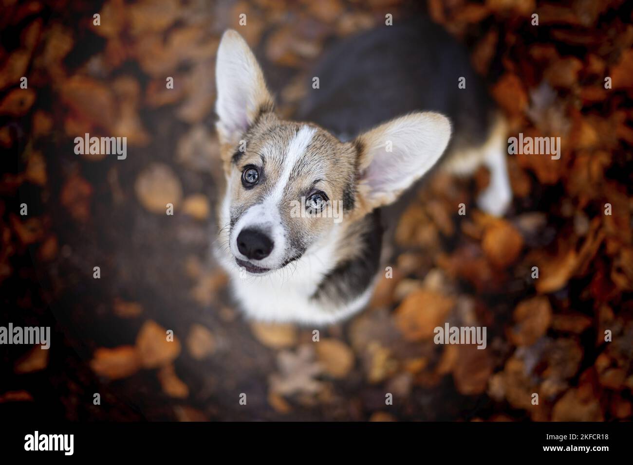young Welsh Corgi Pembroke Stock Photo - Alamy