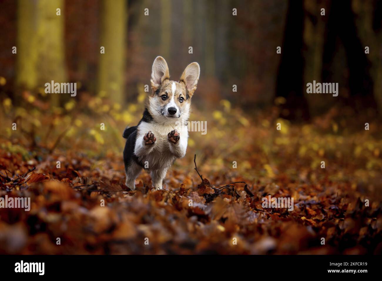 young Welsh Corgi Pembroke Stock Photo - Alamy