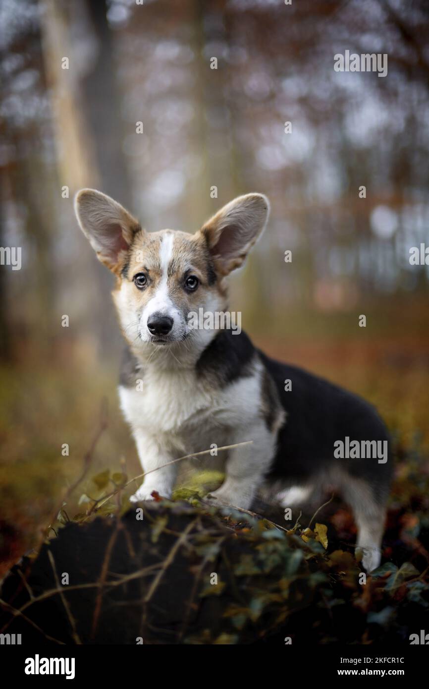 young Welsh Corgi Pembroke Stock Photo - Alamy