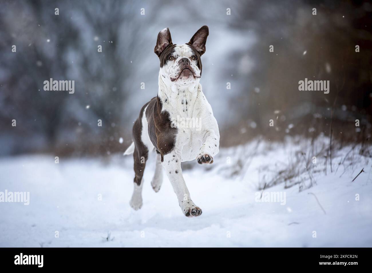 Alapaha Blue Blood Bulldog in the winter Stock Photo