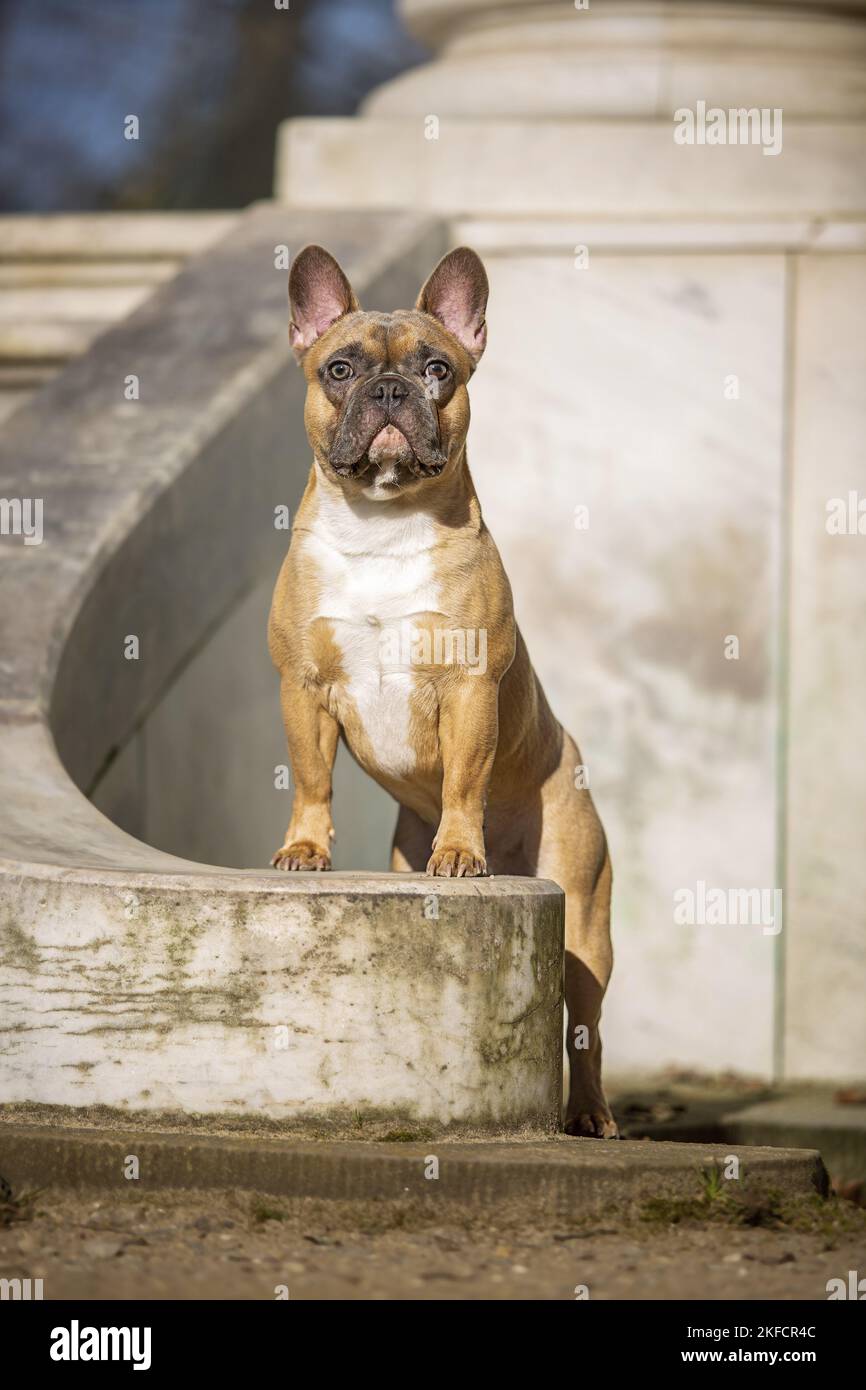 standing French Bulldog Stock Photo