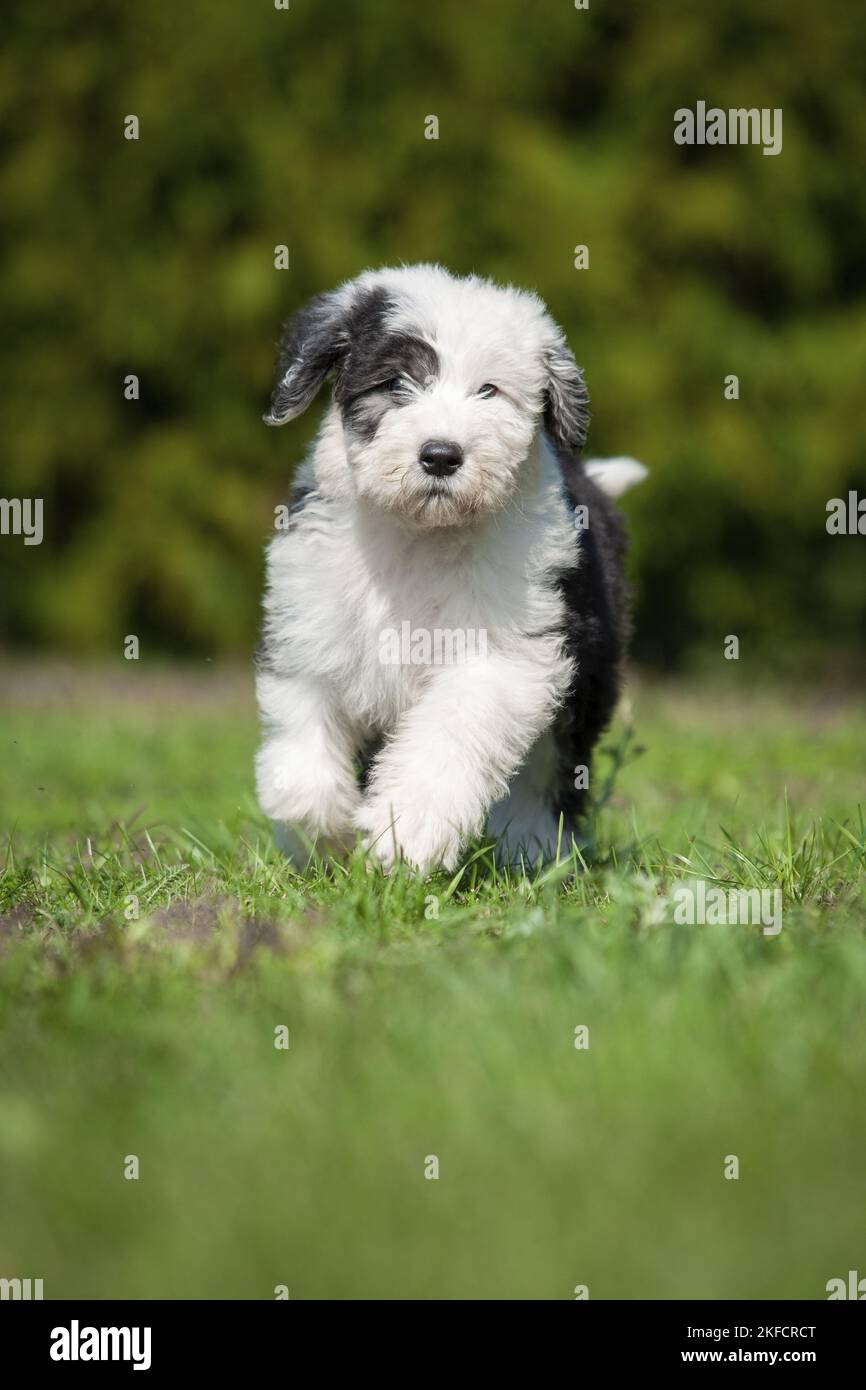 Newborn Old English Sheepdog Stock Photo - Image of hands, infant: 21647180