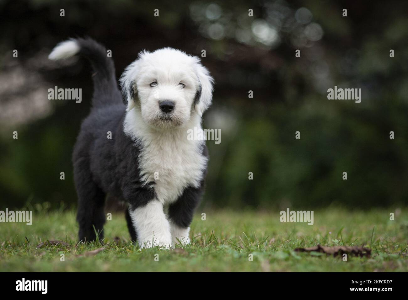 Old english sheepdog uk hi-res stock photography and images - Alamy