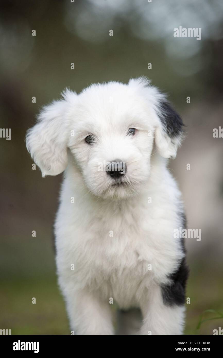 Old english sheepdog puppy hi-res stock photography and images - Alamy