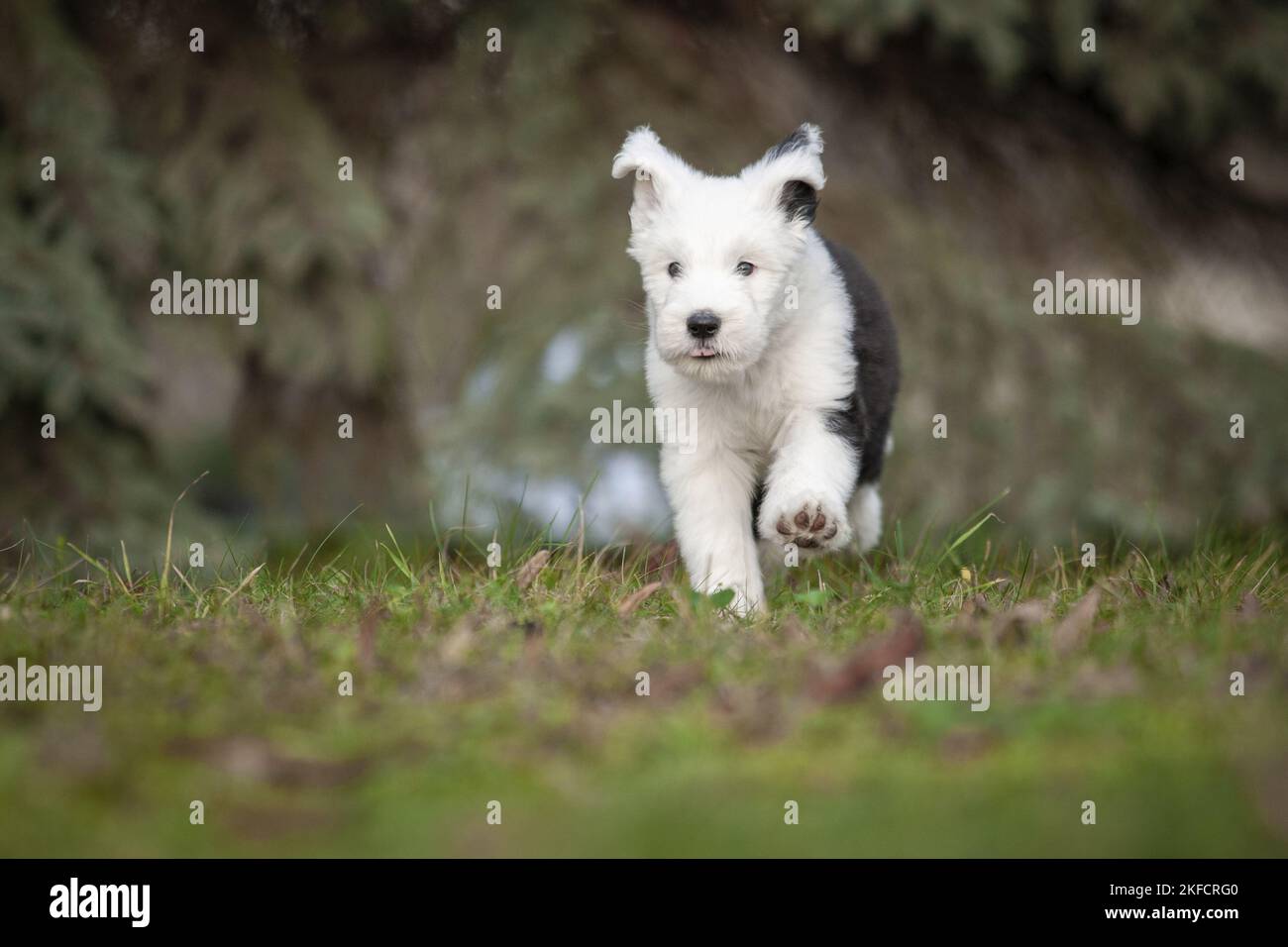 running Old English Sheepdog Puppy Stock Photo