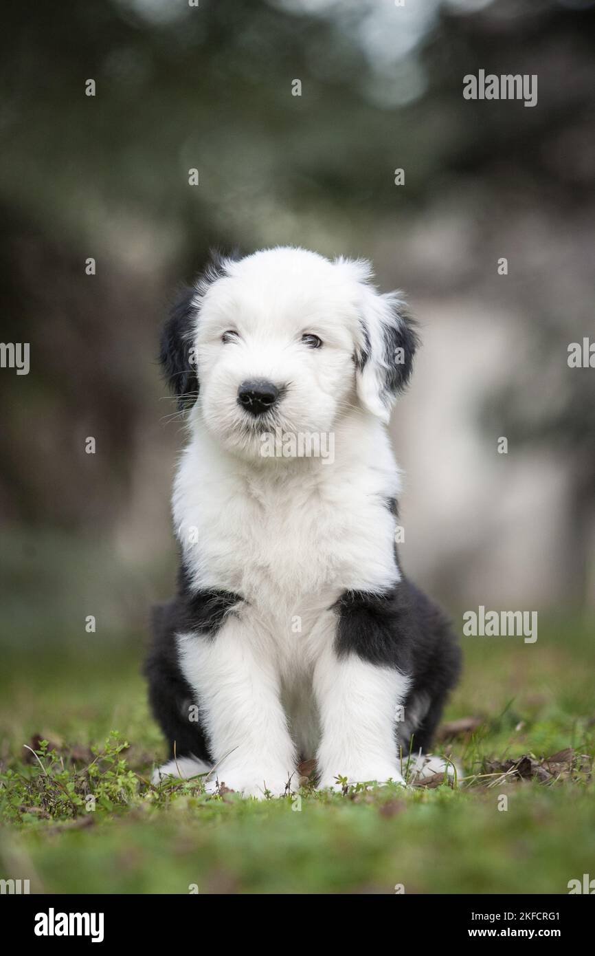 Newborn Old English Sheepdog Stock Photo - Image of hands, infant: 21647180