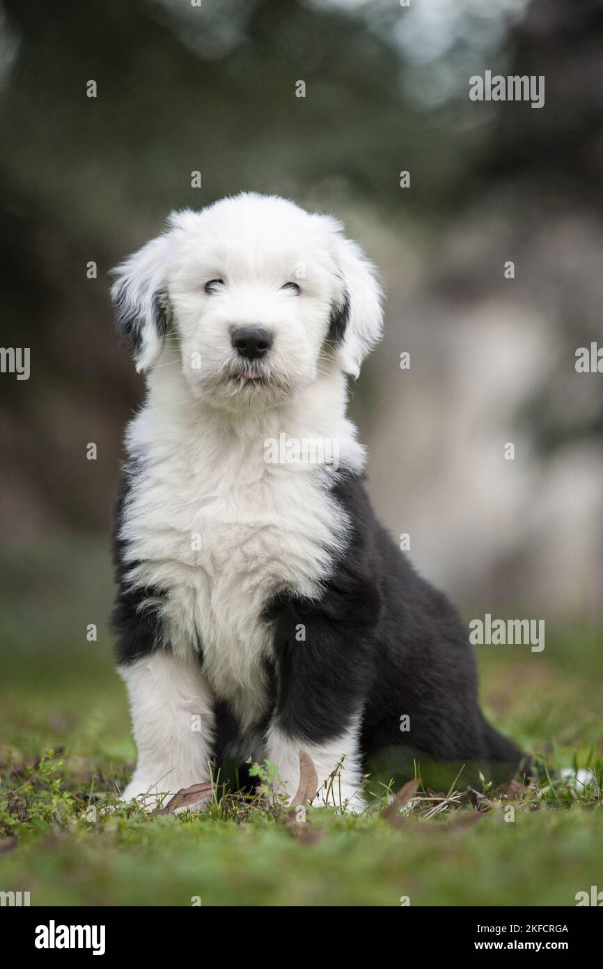 Newborn Old English Sheepdog Stock Photo - Image of hands, infant: 21647180