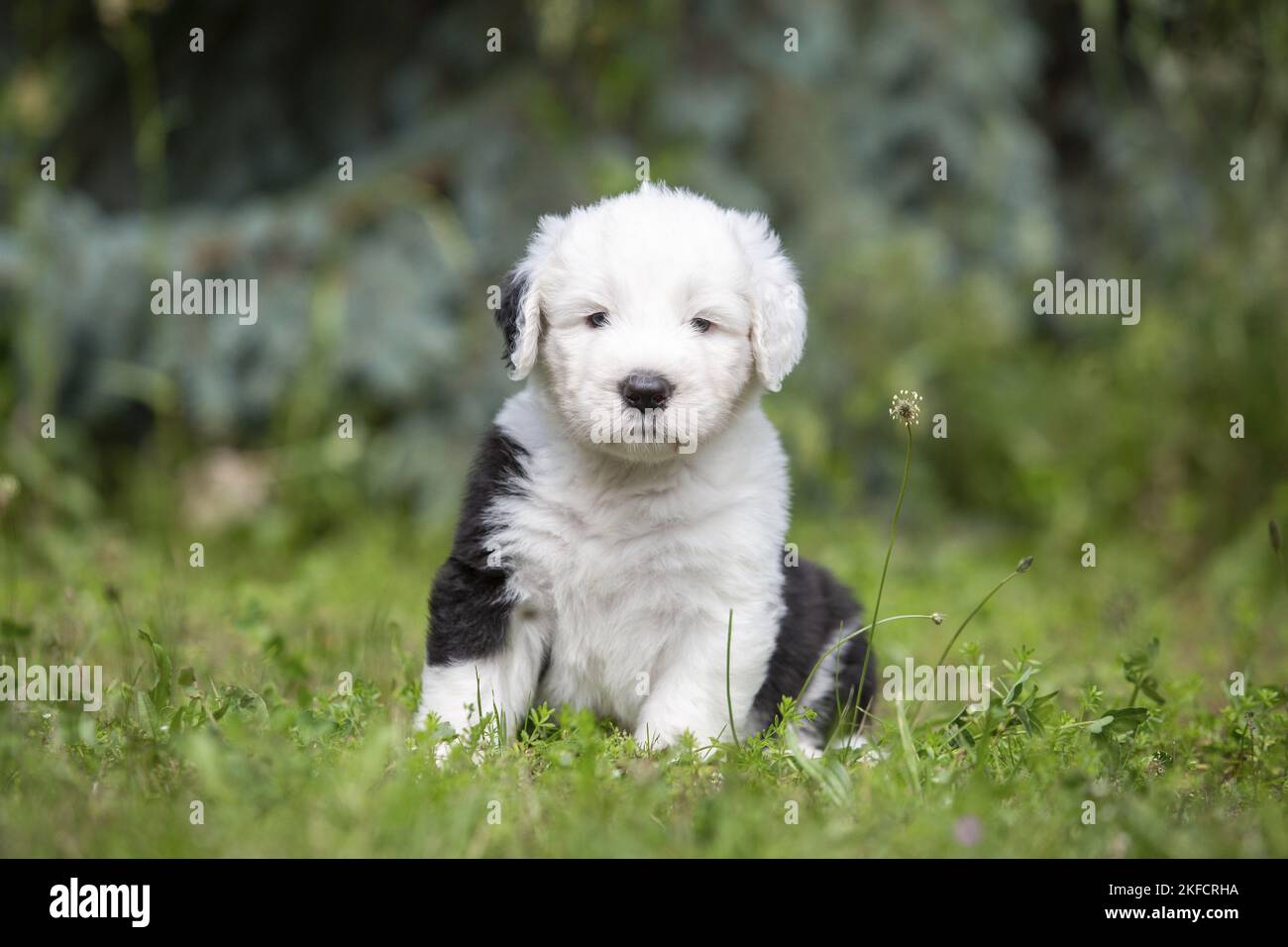 sitting Old English Sheepdog Puppy Stock Photo