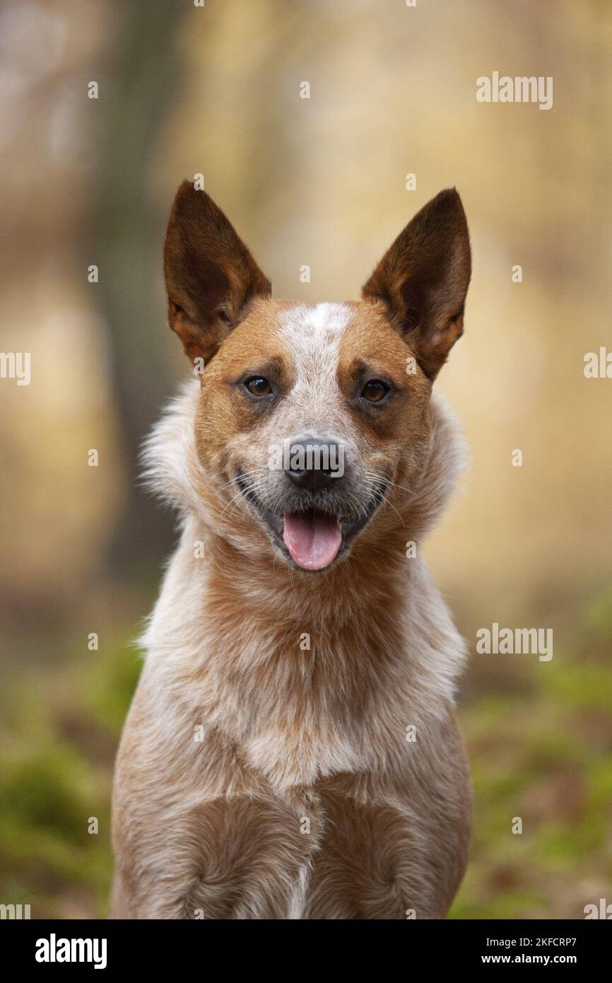 Australian Cattle Dog in the Forest Stock Photo - Alamy