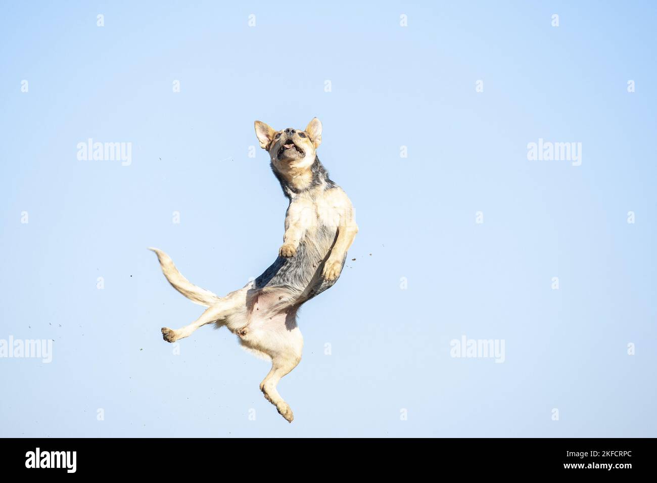 jumping Australian Cattle Dog Stock Photo Alamy