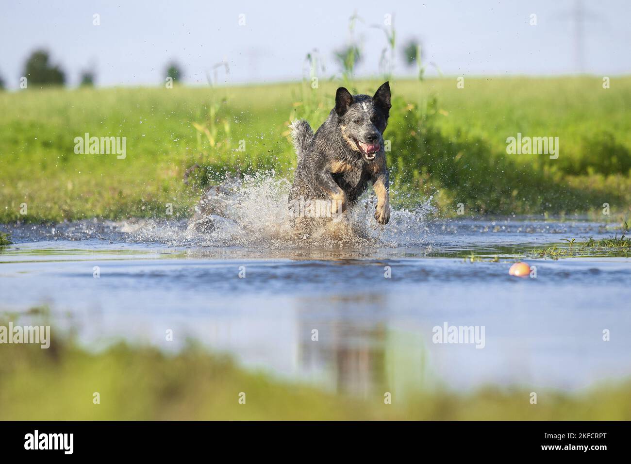Australian Cattle Dog runs through the water Stock Photo