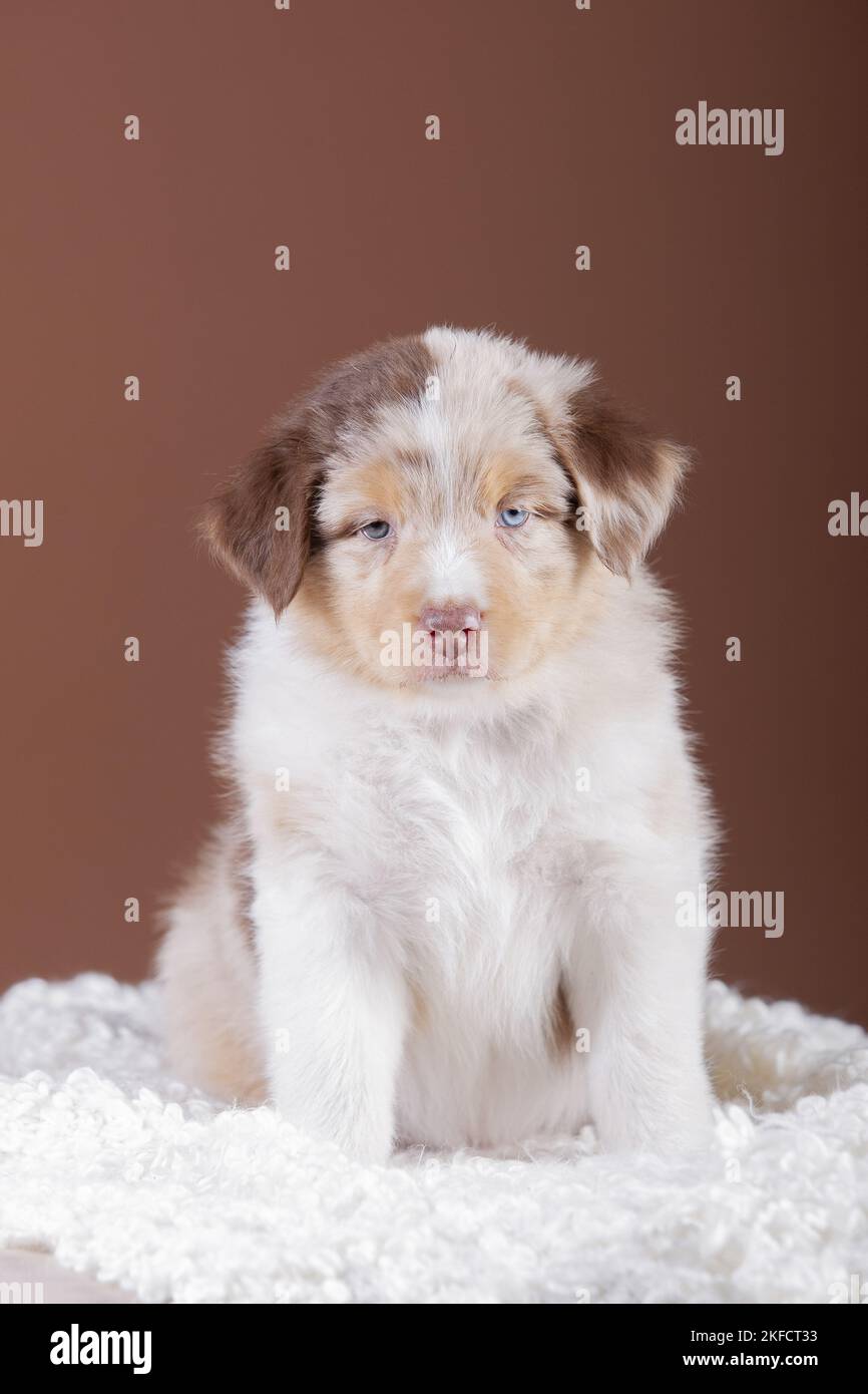 5 weeks old Australian Shepherd puppy Stock Photo