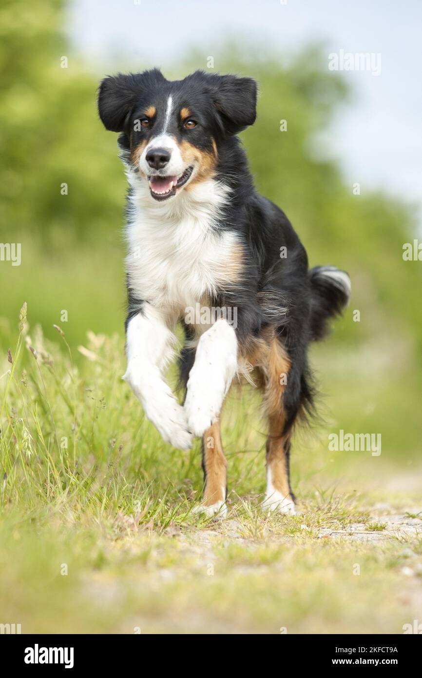 running Australian Shepherd Stock Photo Alamy