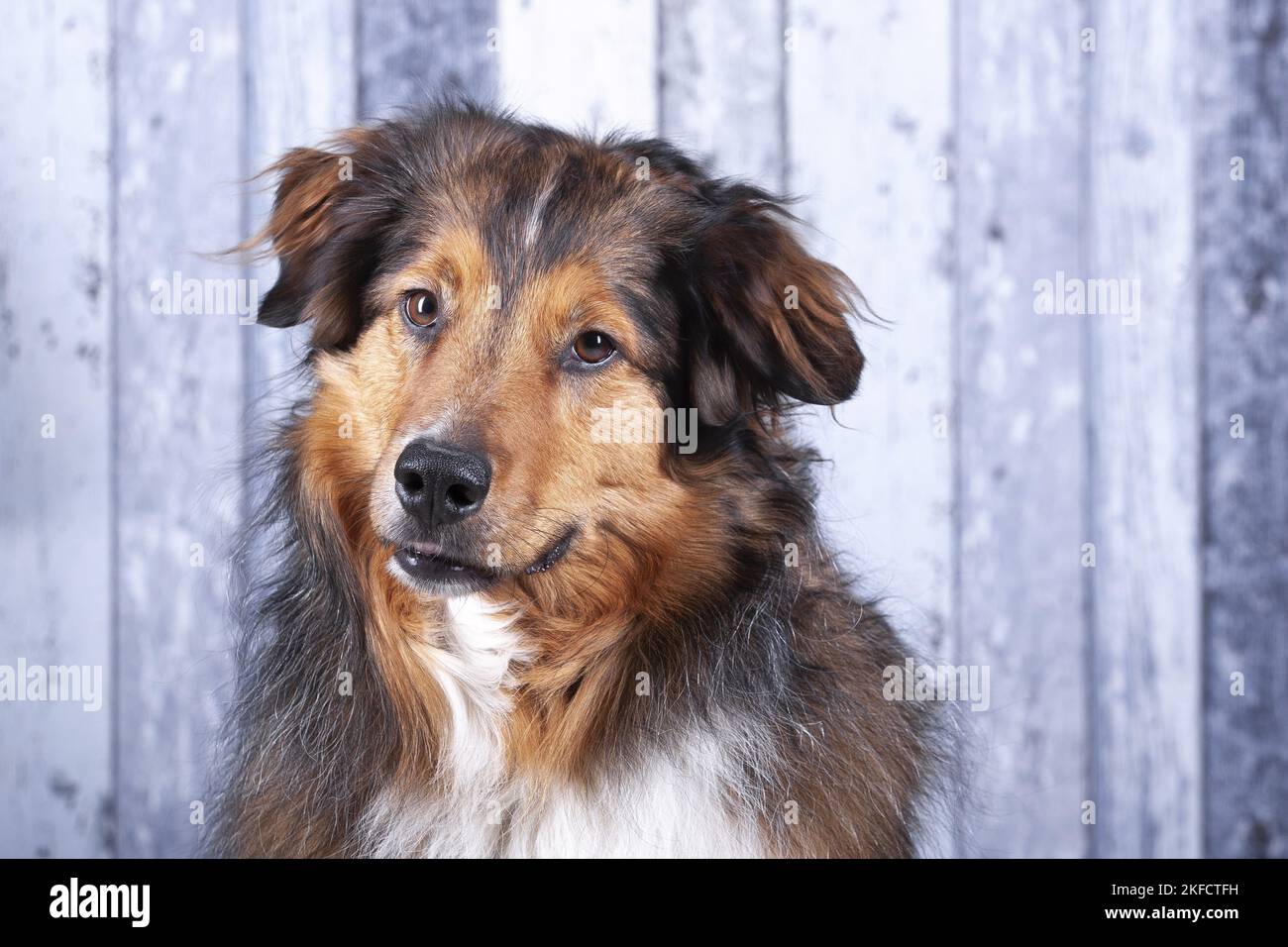 Australian-Shepherd-Mongrel Portrait Stock Photo