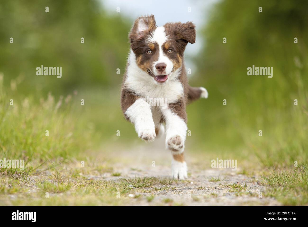 running Australian Shepherd Stock Photo Alamy