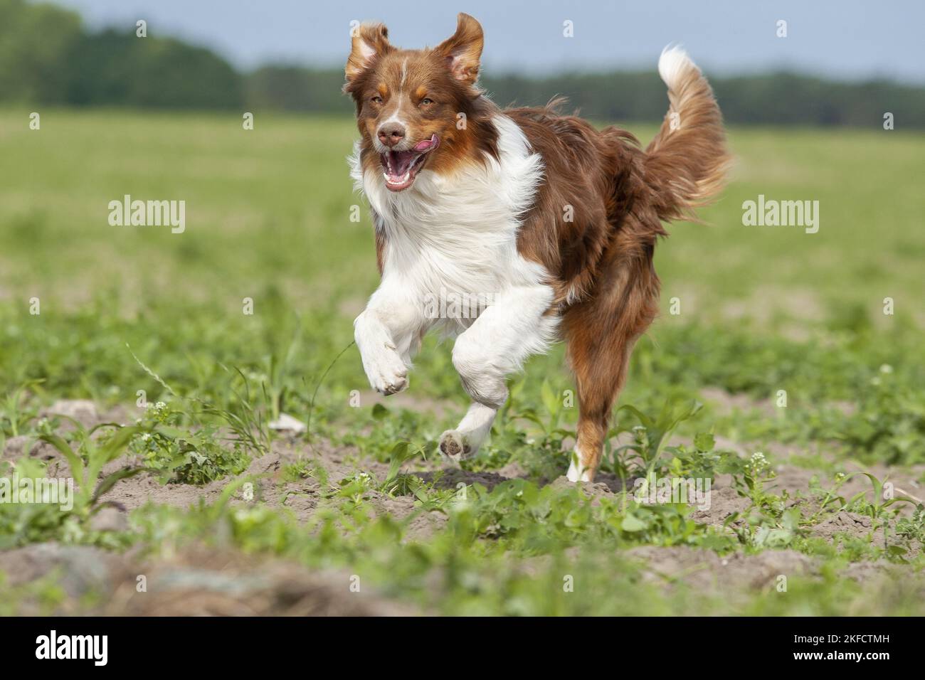 running Australian Shepherd Stock Photo Alamy