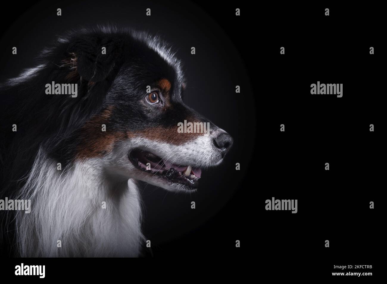 Australian Shepherd Portrait Stock Photo