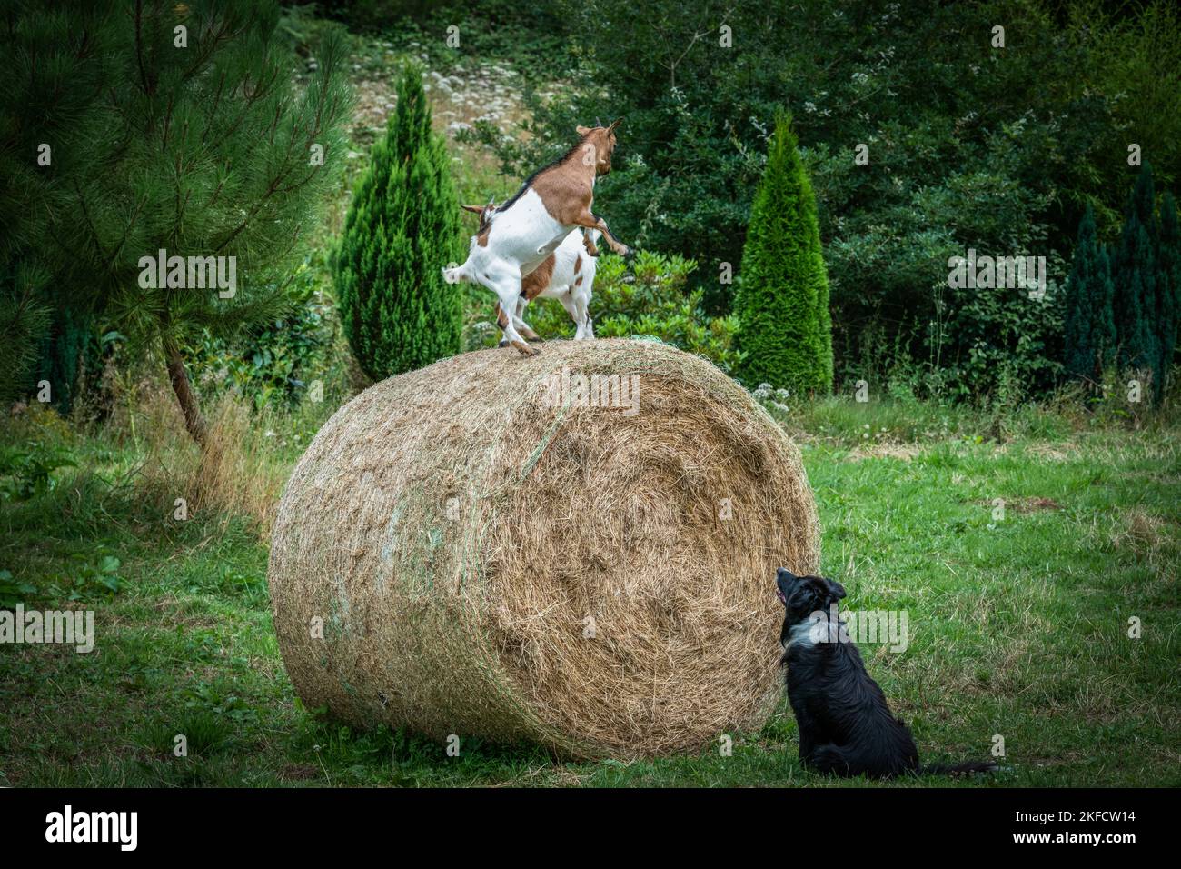 two goats playing on a straw roll in a field in front of a dog watching them Stock Photo