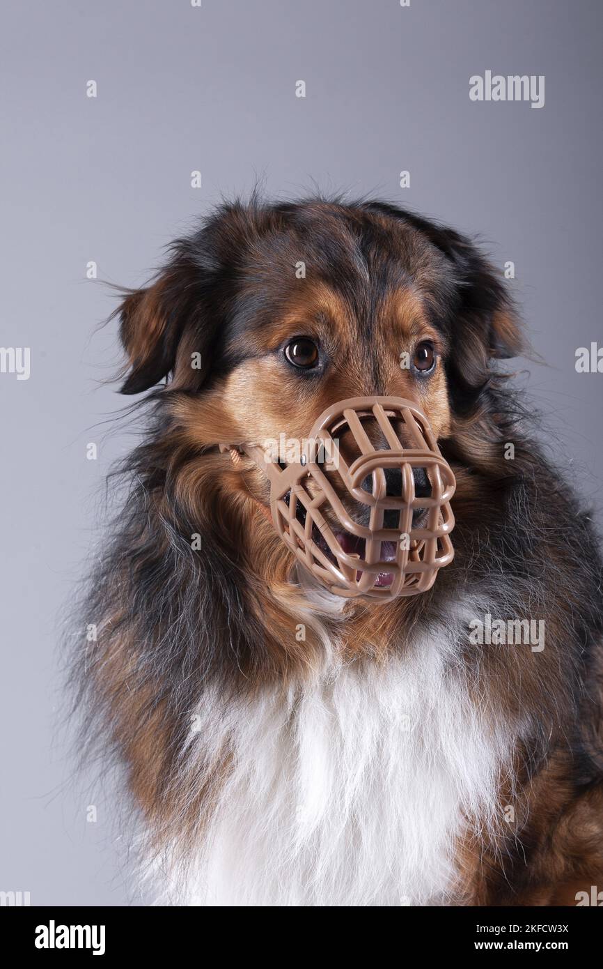 Dog with muzzle Stock Photo Alamy