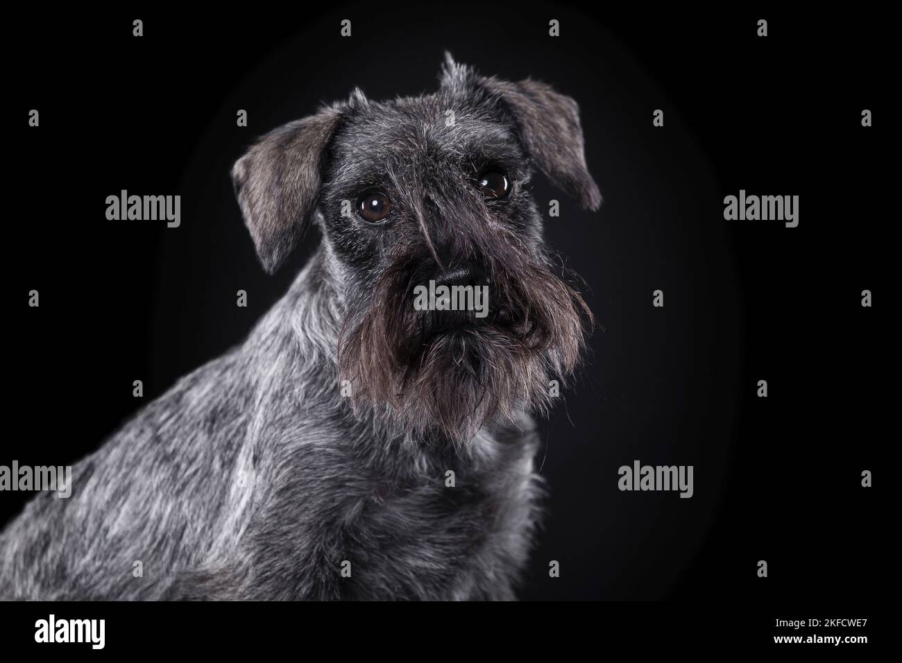 Miniature Schnauzer in front of black background Stock Photo - Alamy