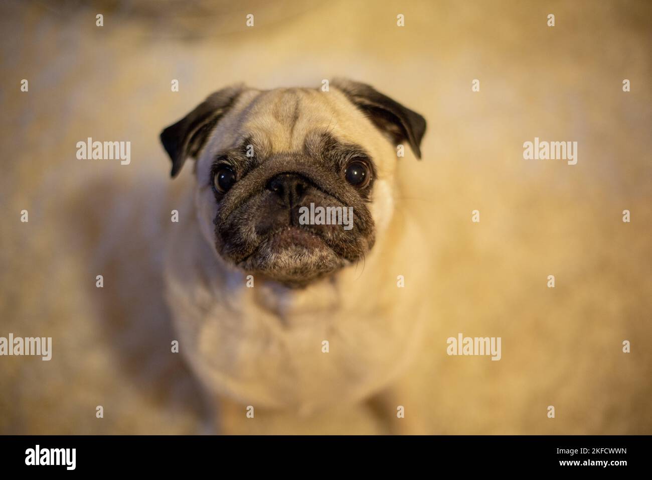 Pug in the apartment Stock Photo Alamy