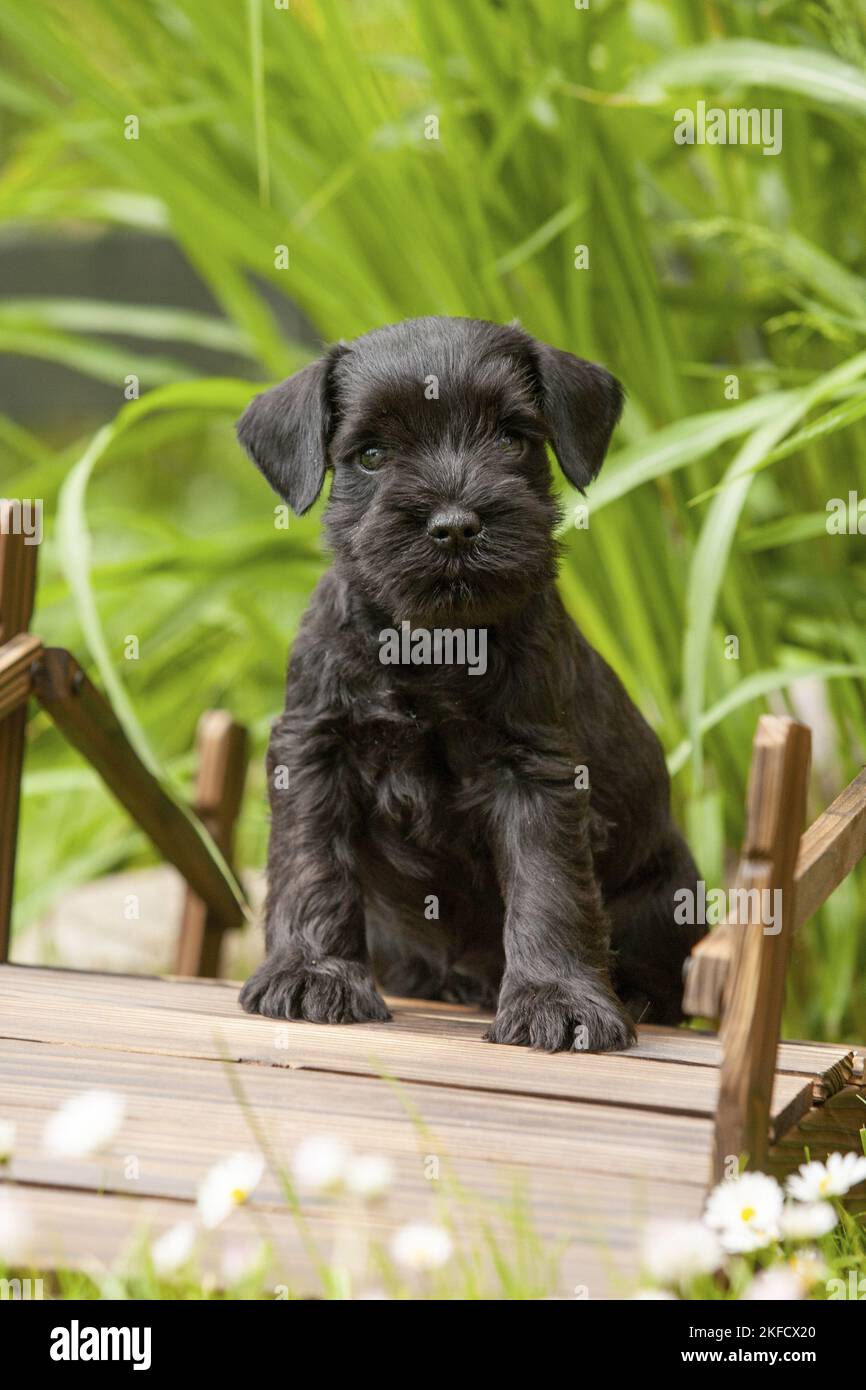 Miniature schnauzer puppy on small wooden bridge Stock Photo