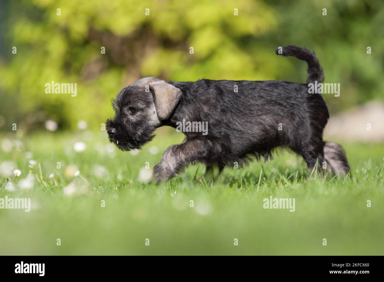 running Miniature Schnauzer puppy Stock Photo Alamy