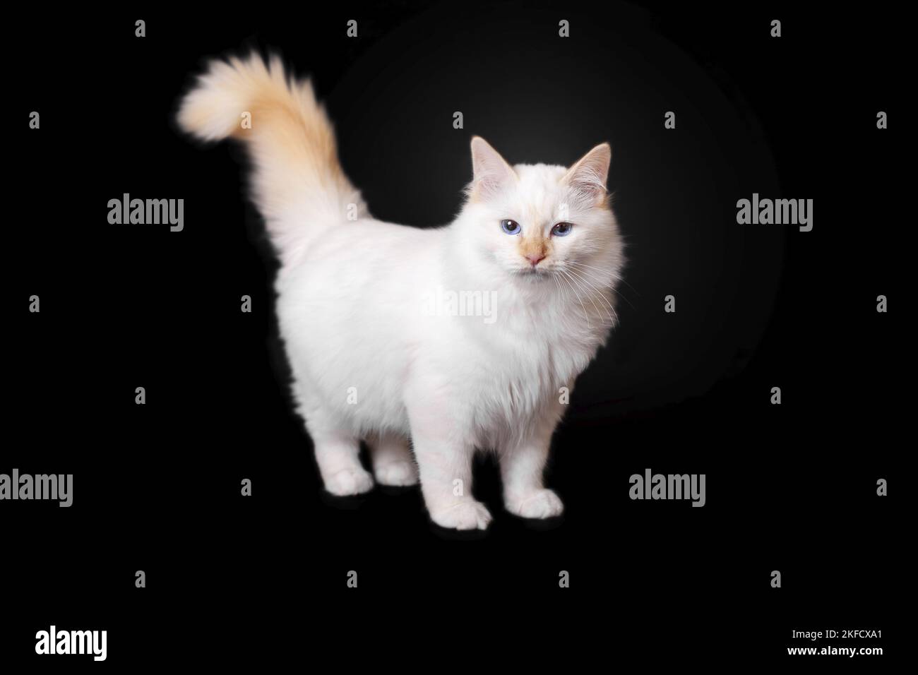red-point Sacred Birman Stock Photo - Alamy