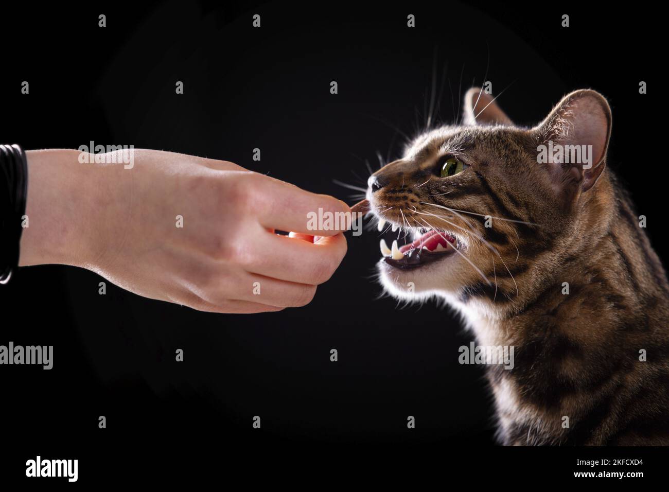 Bengal Cat Stock Photo