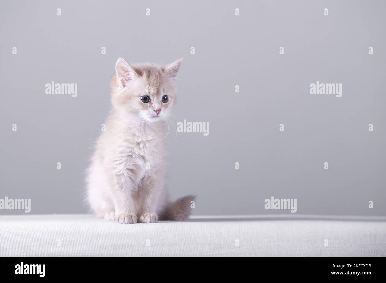 Somali Kitten Stock Photo