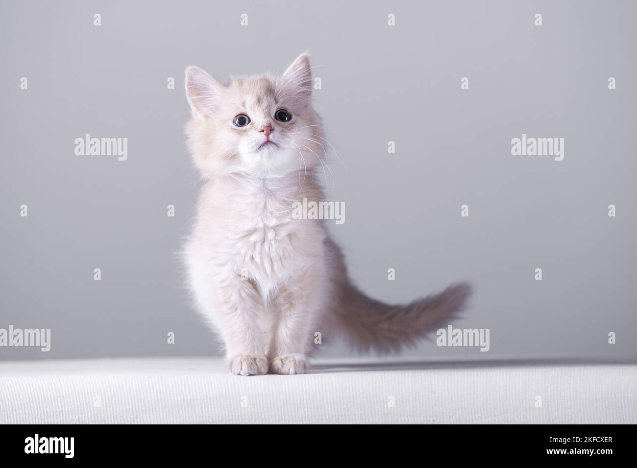 Somali Kitten Stock Photo